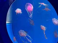 -海合安青岛极地海洋公园