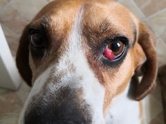 -爱侣宠医·鹦鹉专科·小型哺乳类·异宠专科(灵石路店)