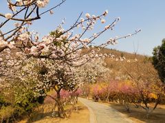 -北京西山国家森林公园