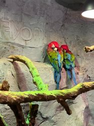 -Zoolung Zoolung动物主题公园(海信广场店)