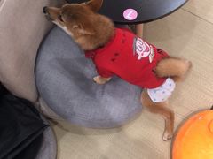 -逗柴咖啡屋·狗咖猫咖宠物桌游