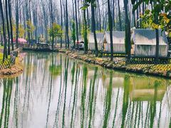 -合肥滨湖国家森林公园