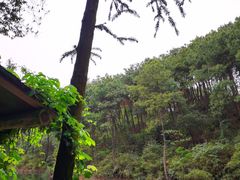 -铁山坪森林公园