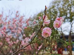 -无锡梅园公园