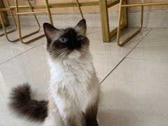 -鼓捣猫呢主题猫咖店