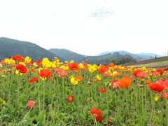 -径山花海