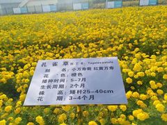 -莲花山花海