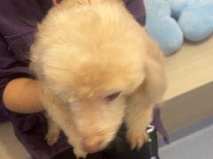 -宠物星动物医院·眼科·异宠·猫科(江南大道总院)