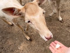 -北京麋鹿生态实验中心