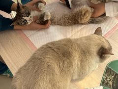 -瑞派蒂凯宠物医院·心脏科·口腔科·皮肤科