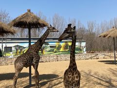 -北京野生动物园