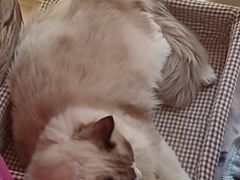 -名猫咖啡馆·撸猫·拼豆