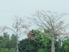 -宝安西湾红树林湿地公园