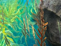 -上海海洋水族馆