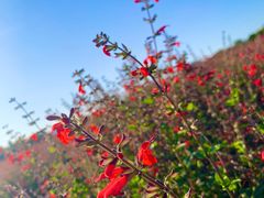 -北京东方普罗旺斯薰衣草庄园