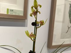 -杭州植物园