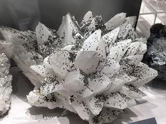 -中国地质博物馆