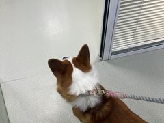 -美美宠物诊疗中心·异宠·骨科(滨江东信分院)