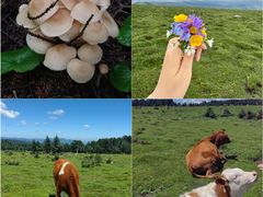 -芦芽山旅游度假区