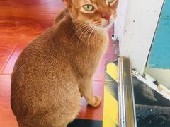 -猫小院猫主题咖啡厅(北锣店)