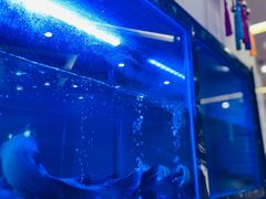 -云中鱼蒸汽石锅鱼(川沙百联店)