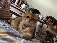 -瑞派福兴宠物医院犬猫全科·骨科·中西医结合(河东店)