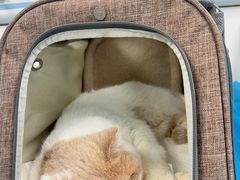 -纳吉亚猫专科动物诊疗中心(蒋宅口分院)