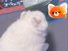 -美联众合爱康动物医院•复杂内科•肿瘤科•牙科•腔镜诊疗中心
