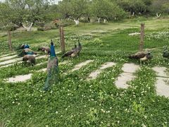 -秀丽东方