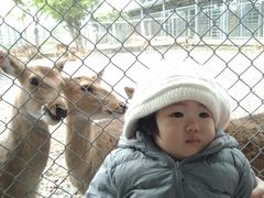 -鹿境梅花鹿生态园区