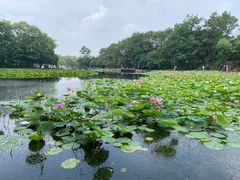 -二一九公园