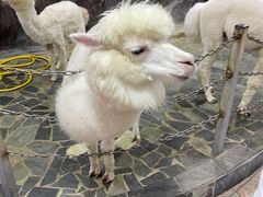 -上海大自然野生昆虫馆(东方明珠·爬宠昆虫探索中心)