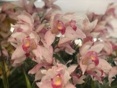 -龙大花卉苗木市场