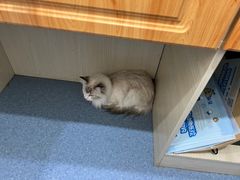 -佑安动物医院·全科·内窥镜中心(幸福巷店)