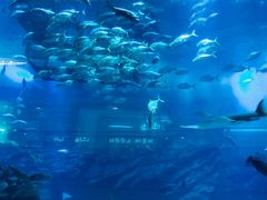 -迪拜水族馆及水下动物园