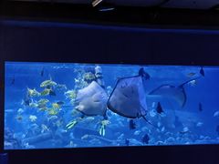-重庆欢乐海底世界