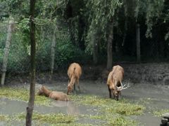 麋鹿-溱湖国家湿地公园