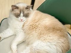 -安格丽娜·狗咖·猫咖羊驼咖(春熙路百盛商场店)
