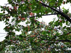 -樱桃山旅游景区