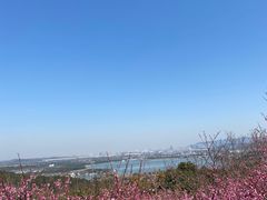 -香雪海