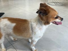 -关爱宠物医院·猫科中心·消化科(滨湖万达分院)