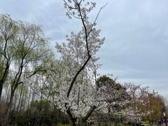 -顾村公园