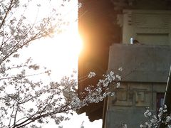 -武汉大学-樱园