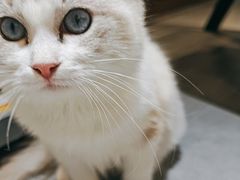 -琪喵猫屋·撸猫猫咖·猫舍
