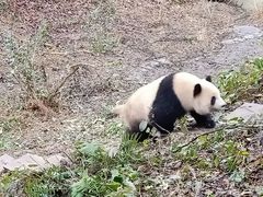 -中国大熊猫保护研究中心雅安碧峰峡基地