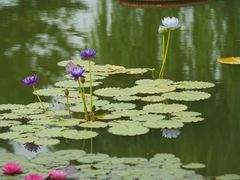 -国家植物园南园