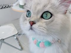 -怪兽屋·羊驼·猫咖·狗咖(俊华广场店)