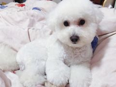 -诺比宠物医院心脏内科·泌尿肾内外科·骨科急重症