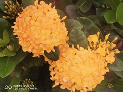 -东莞植物园
