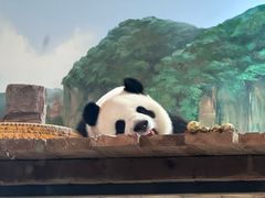 -武汉动物园